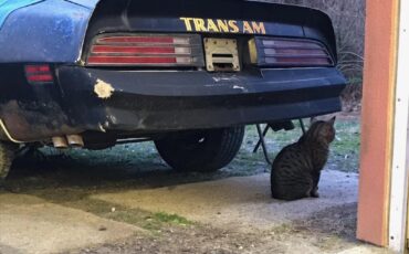 Pontiac-Trans-Am-1977-3