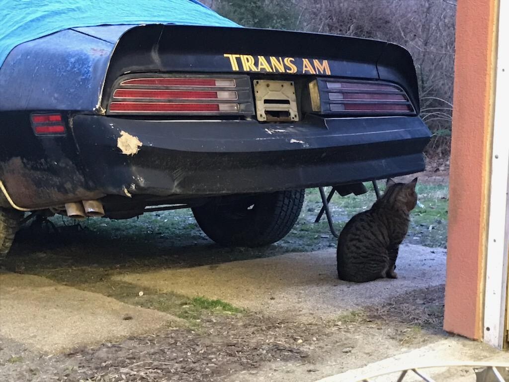 Pontiac-Trans-Am-1977-3