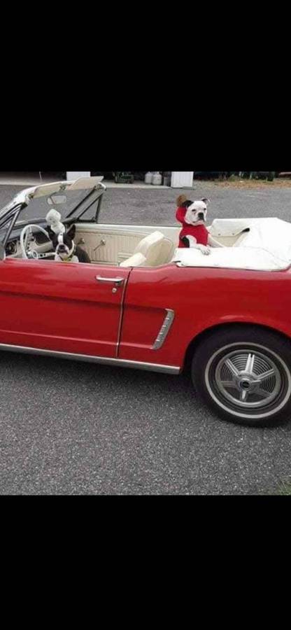 Ford Mustang  1964 red