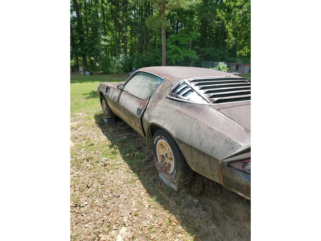 Chevrolet-Camaro-z28-1981-1