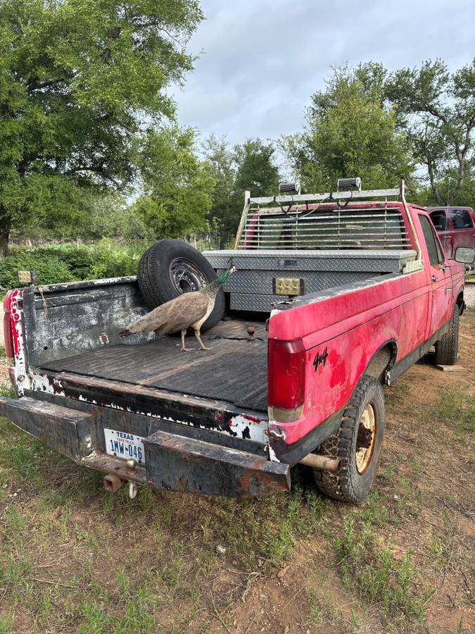 Ford-F250-diesel-1983-red-2