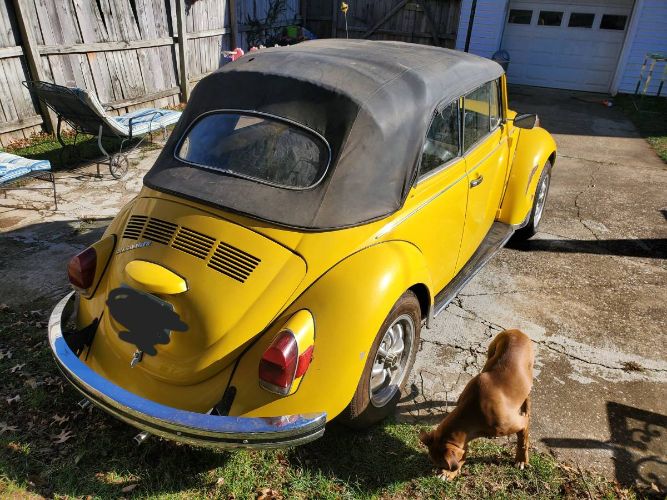 Unknown-Beetle-1971-Yellow-Black-2