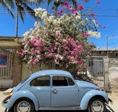 Unknown-Beetle-1974-Baby-Blue-18