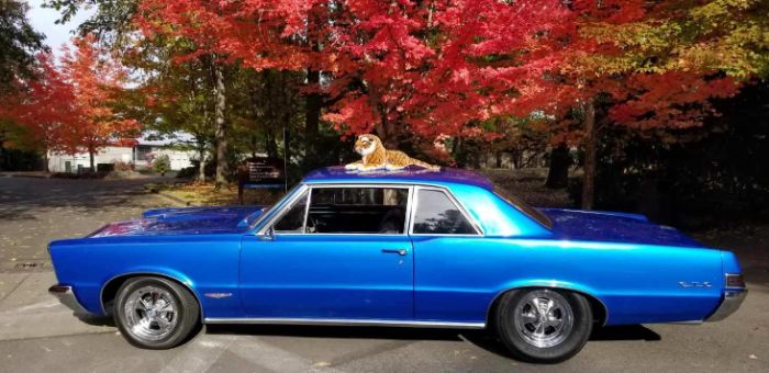Unknown-Gto-1965-Blue-1