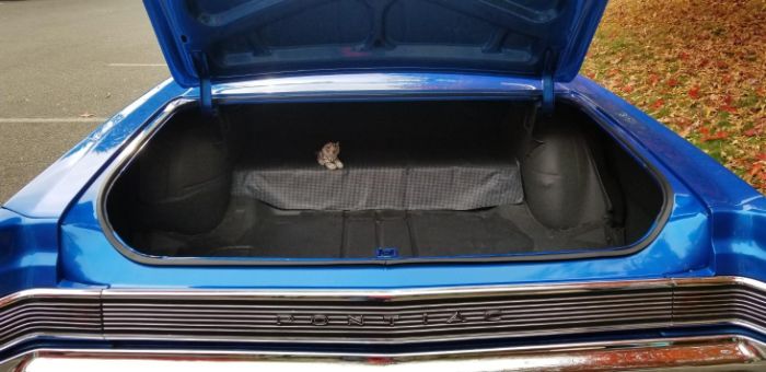 Unknown-Gto-1965-Blue-13
