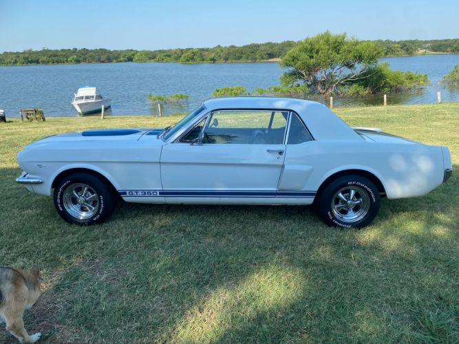 Unknown-Mustang-1966-WhiteBlue-Stripes-BlueWhite-pony-9