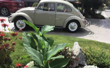 Volkswagen-Beetle-1967-brown