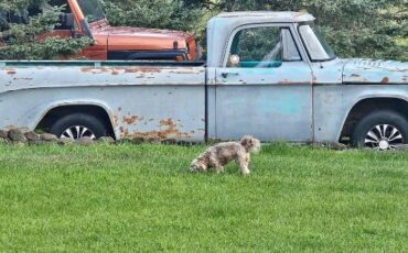 Dodge-D150-1968-4
