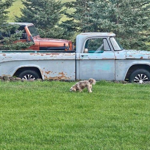 Dodge-D150-1968-4