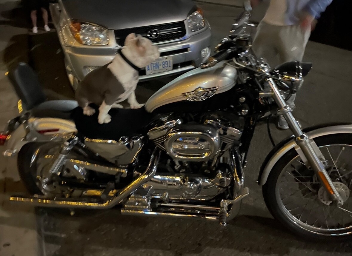 Harley-Davidson-Sportster-1966-1