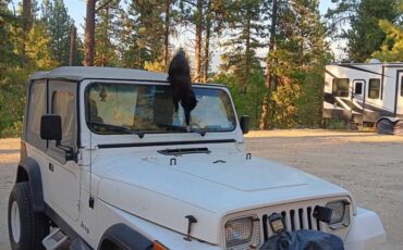 Jeep-wrangler-1989-white-9