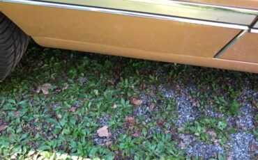 Oldsmobile-442-1966-Sierra-Mist-14