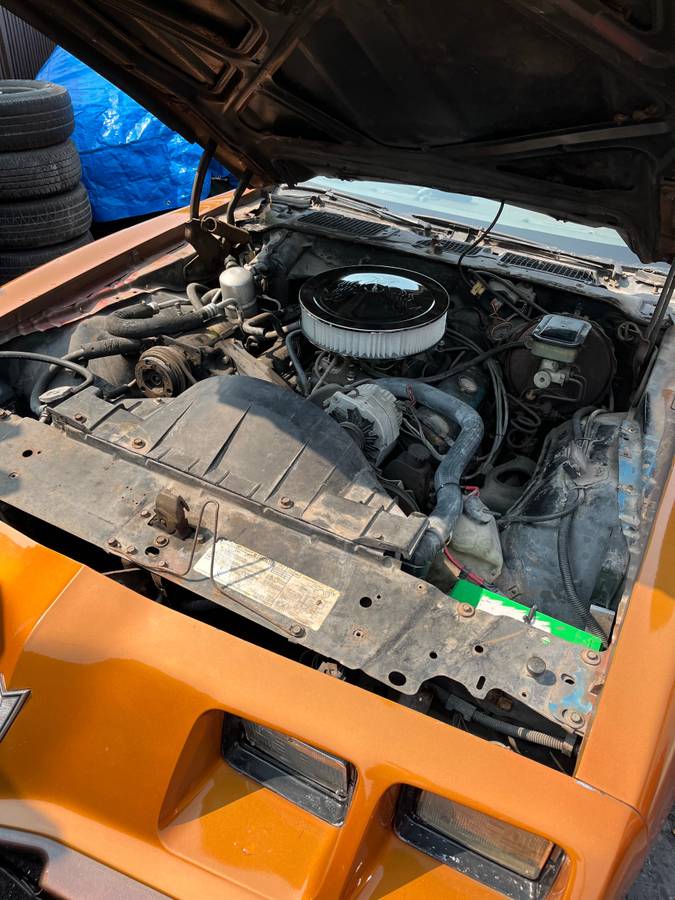 Pontiac-firebird-formula-1981-1