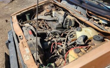 Volkswagen-Rabbit-1981-1