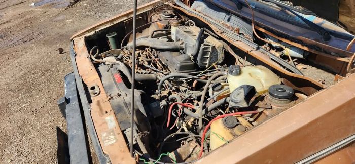 Volkswagen-Rabbit-1981-1