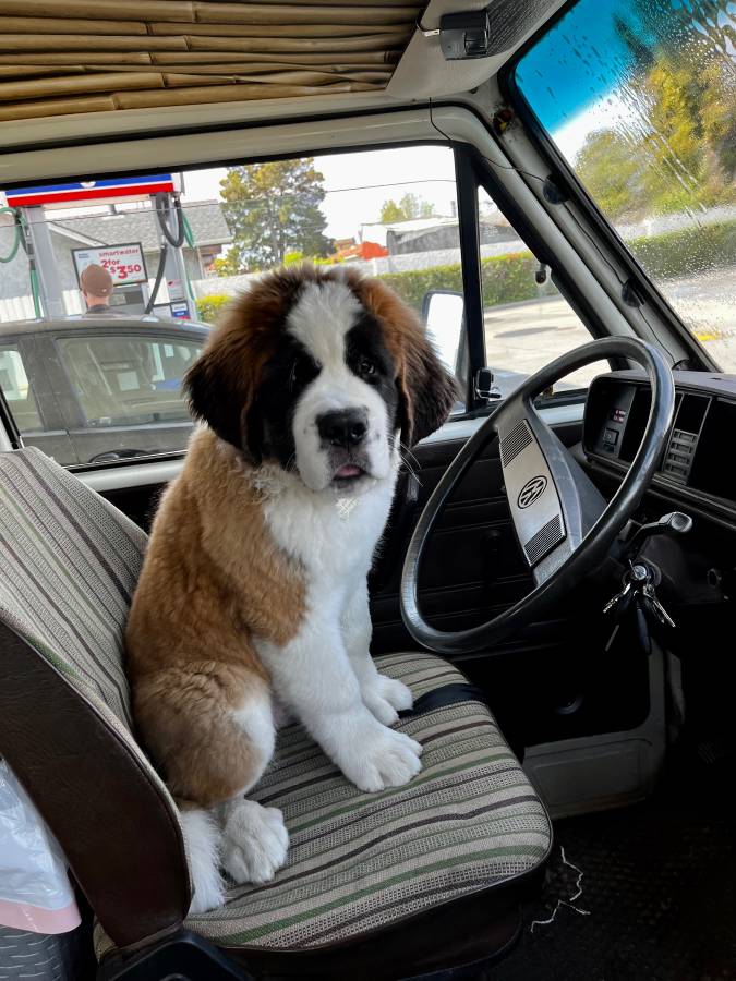 Vw-vanagon-westfalia-1982-white-5