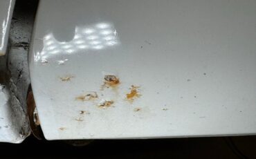Pontiac-Firebird-1980-Cameo-White-Camel-25