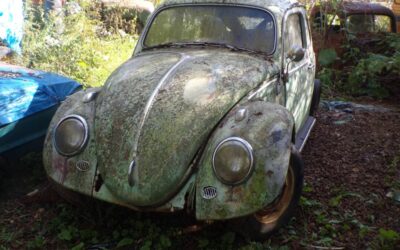 Vw bug 1962