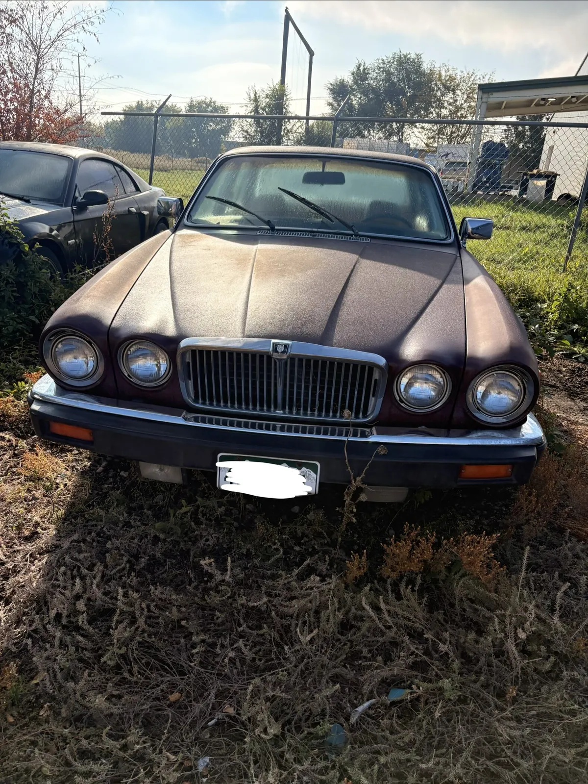 Jaguar-Xj-1983-Brown-Tan-2