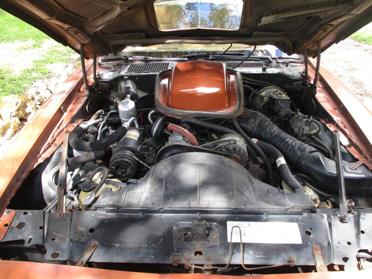 Pontiac-firebird-trans-am-ws6-1980-8