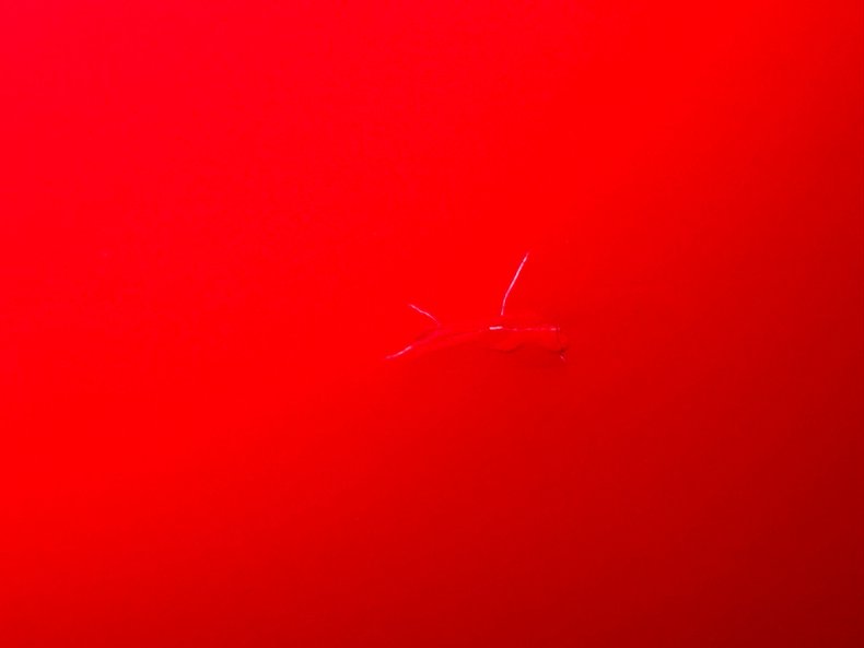 Volkswagen-Super-beetle-1972-Kansas-Red-Black-44