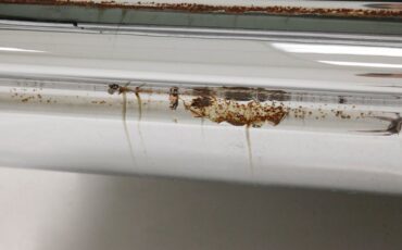 Buick-Electra-225-1963-Willow-Green-Ivory-6