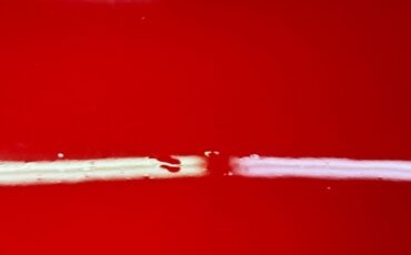 Chevrolet-Corvette-1961-Roman-Red-Red-37