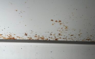 Ford-Granada-1977-Cream-Cream-33