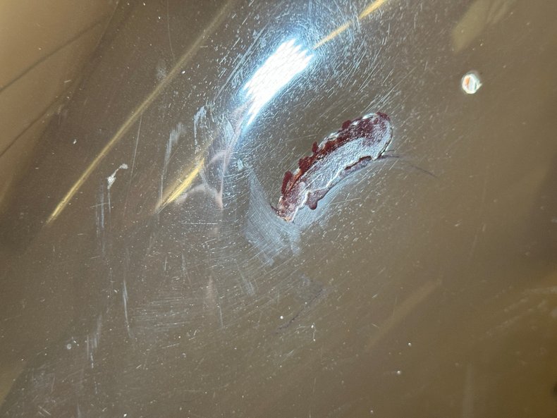 Mercedes-benz-220-1952-Tan-Tan-38