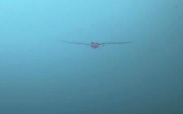 Oldsmobile-88-1955-Aqua-Beige-4