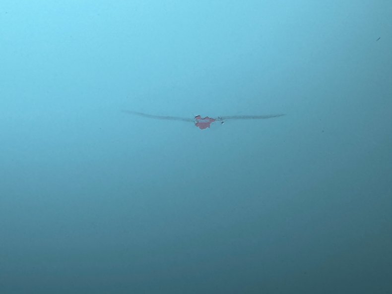 Oldsmobile-88-1955-Aqua-Beige-4