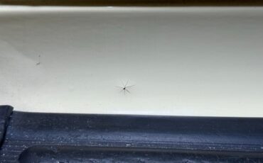 Packard-Other-1936-Packard-Cream-Tan-14