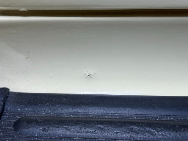 Packard-Other-1936-Packard-Cream-Tan-14