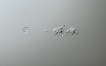 Pontiac-Catalina-1964-Cameo-Ivory-Dark-Blue-23