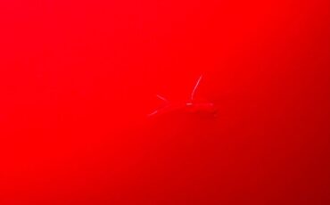 Volkswagen-Super-beetle-1972-Kansas-Red-Black-44