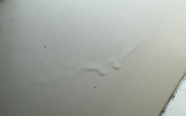 Willys-Jeepster-1950-Yellow-Black-24