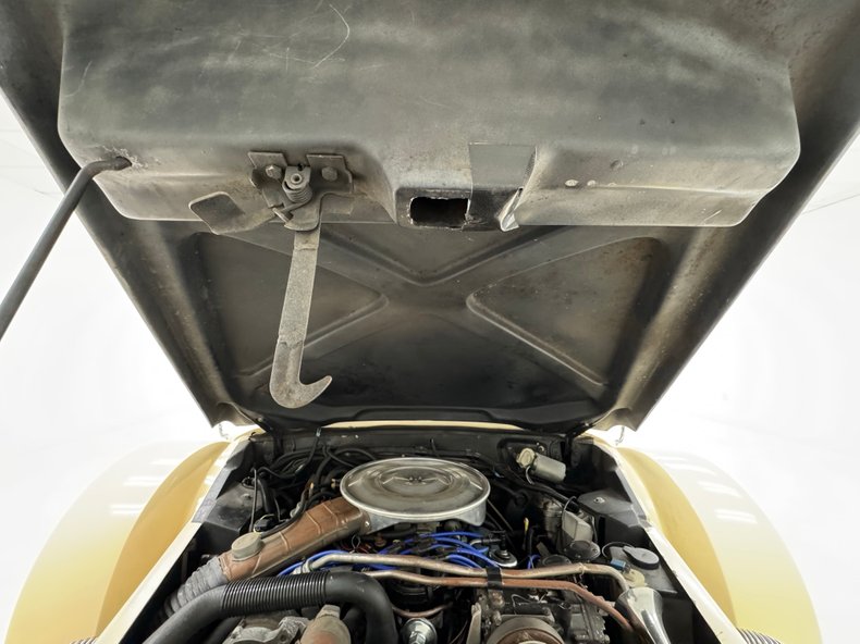 Zimmer-Golden-spirit-1981-Pastel-Chamois-Saddle-37