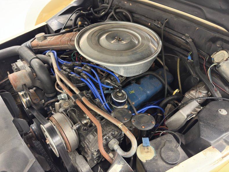 Zimmer-Golden-spirit-1981-Pastel-Chamois-Saddle-38