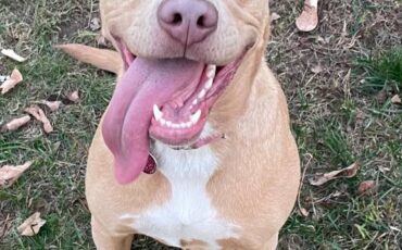 Chevrolet-scottsdale-1989-black-5