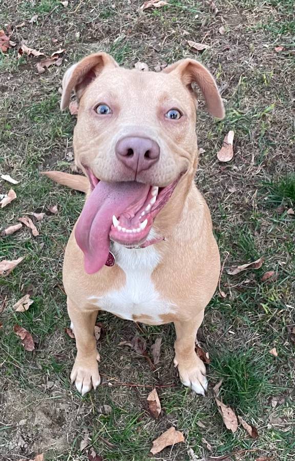 Chevrolet-scottsdale-1989-black-5