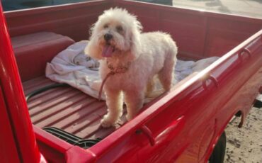 Datsun-521-1972-red-5