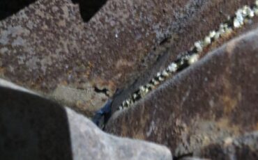 Ford-Mustang-1966-Fastback-2-2-33