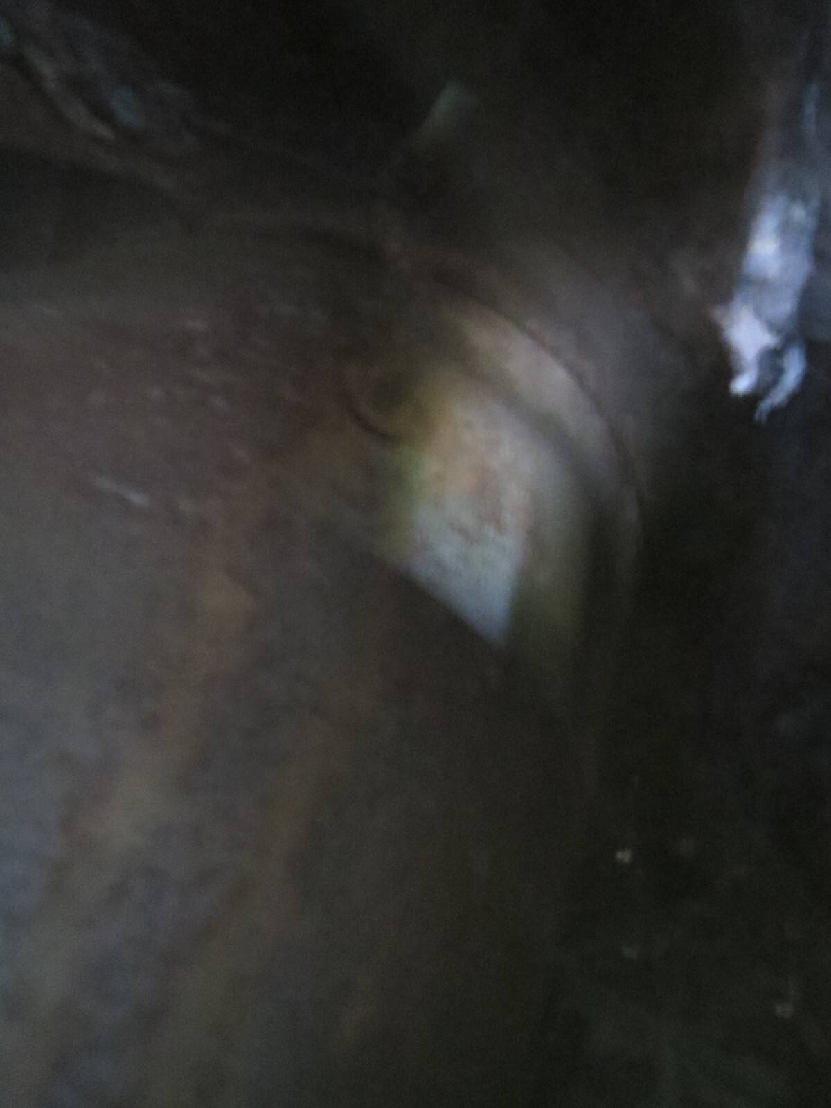 Ford-Mustang-1966-Fastback-2-2-35