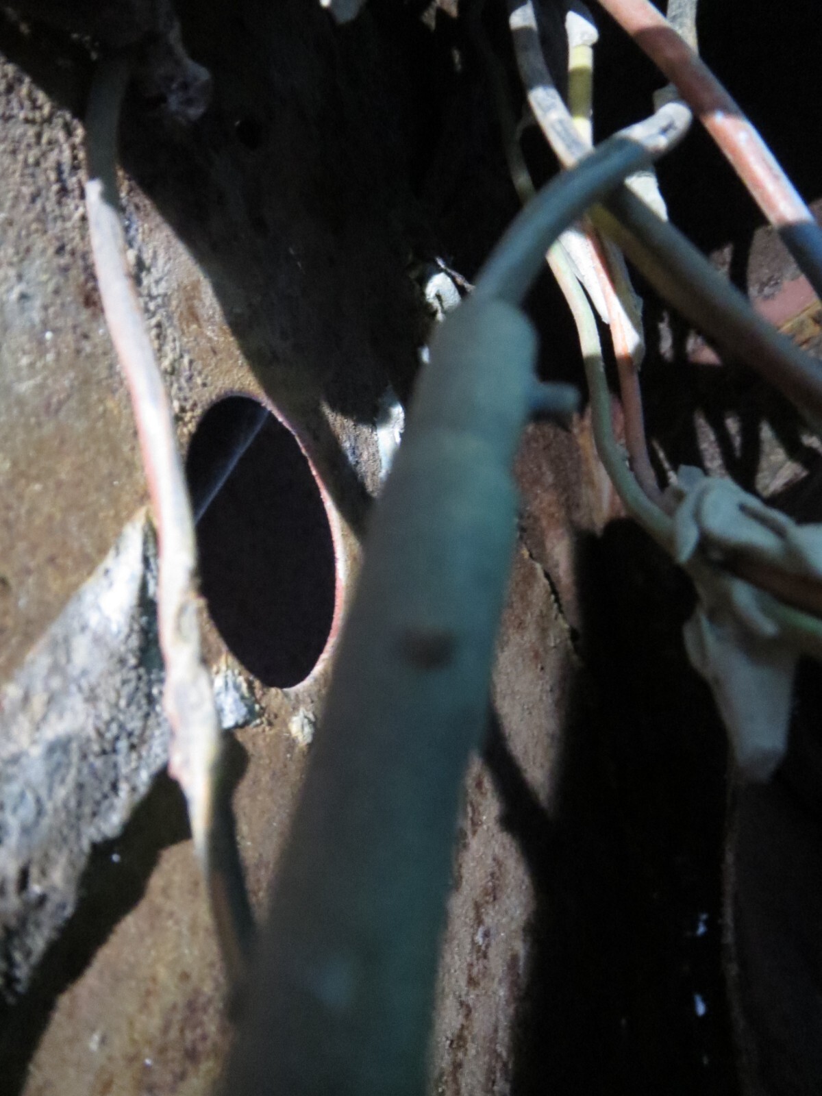 Ford-Mustang-1966-Fastback-2-2-36