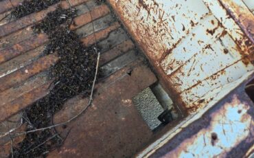 Ford-f100-pickup-1965-white-6