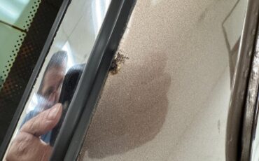 Jaguar-Xj6-1986-Antelope-Metallic-Doeskin-33