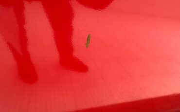 Volkswagen-Type-2-1979-Red-Black-31