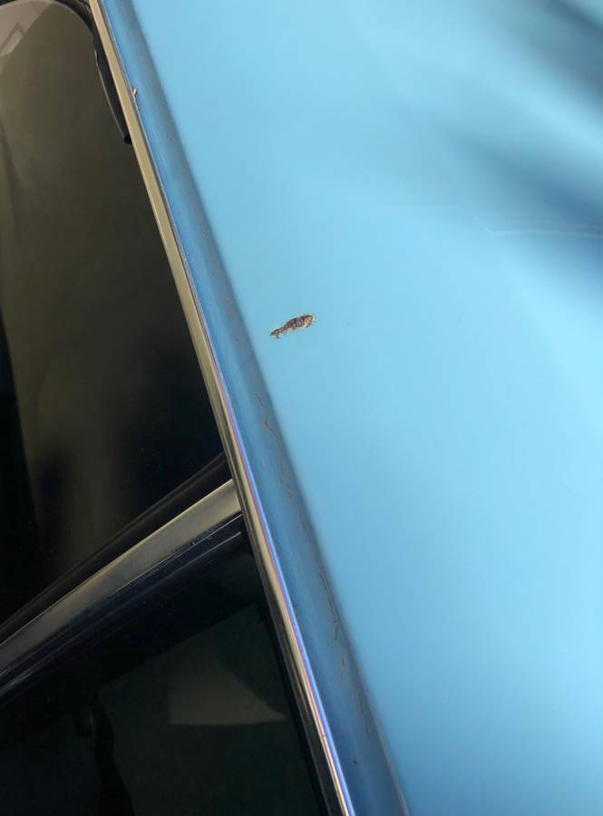 Bmw-2002-1976-blue-7