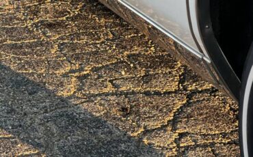 Buick-lesabre-1983-white-7