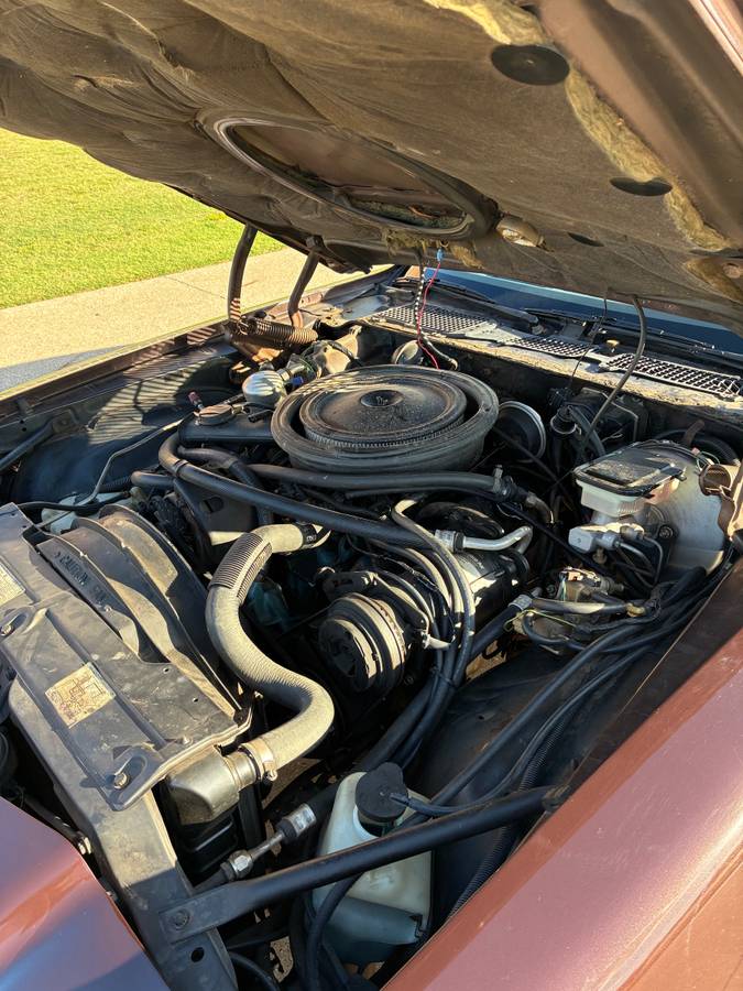 Chevrolet-camaro-sport-1981-brown-8